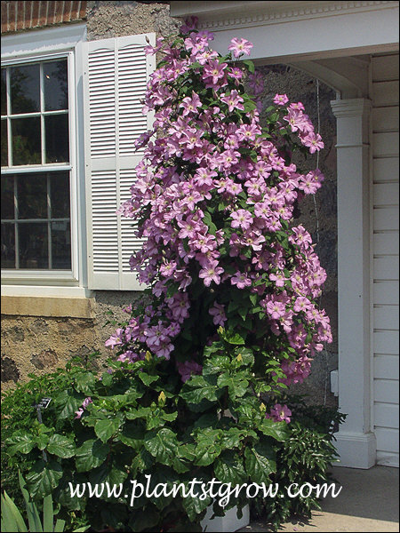 Growing on the porch post in an east exsposure